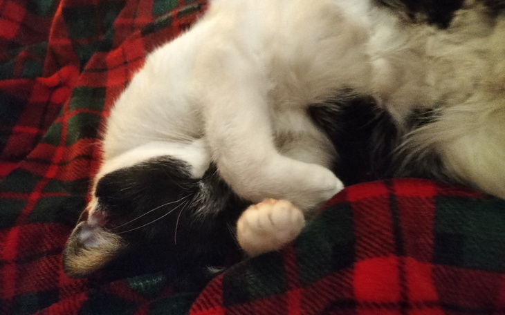 Zbiórka Operacja mojego kota - zdjęcie główne