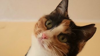 Zbiórka Obwieszczenie Najwyższej Rady - miniaturka zdjęcia