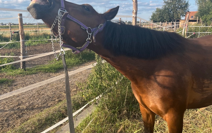 Koń w stajni, z uniesioną głową i radosnym wyrazem.