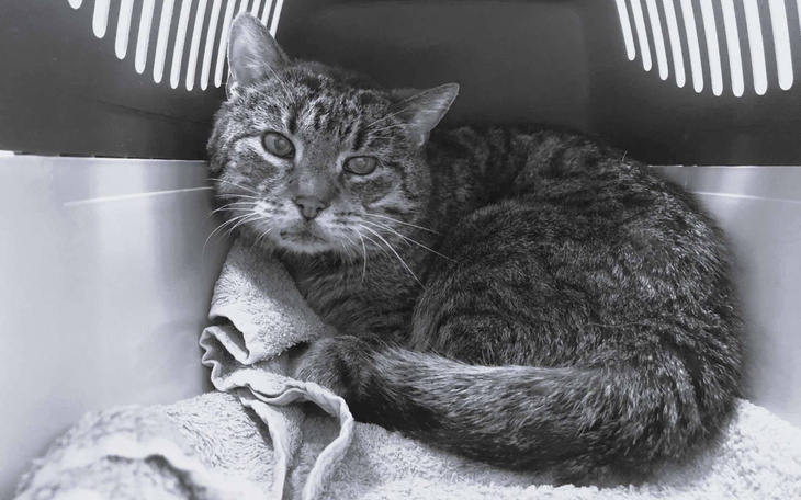 Kot w transporterze, wyglądający na zmartwionego.