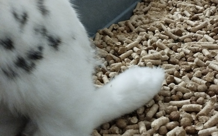 Zbiórka Zbieram na operacje łapy królika - zdjęcie główne