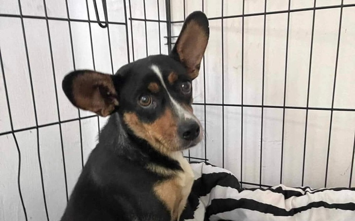 Zbiórka Na hotelik Tiny - zdjęcie główne