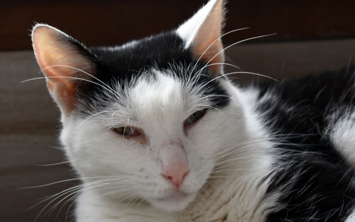 Zbiórka Fipowy tercet walczy część 3 - zdjęcie główne