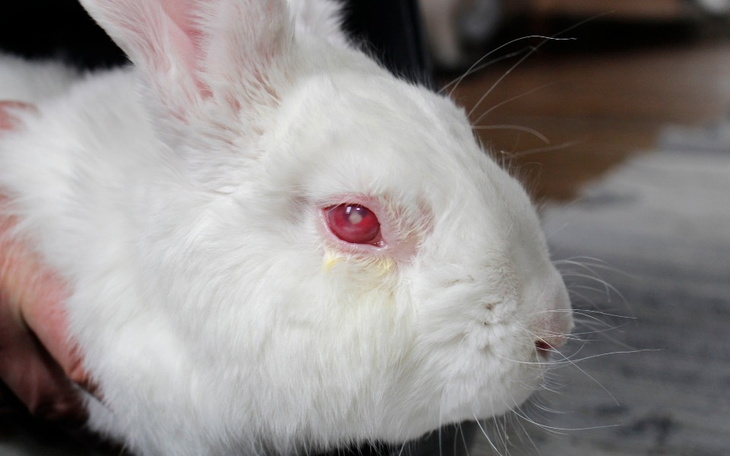 Zbiórka Ile jest warte życie królika... - zdjęcie główne