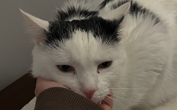 Kot odpoczywający na ręce, z wyrazem spokoju.