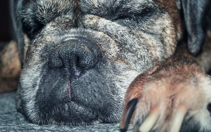 Zbiórka Pokarm dla piesków i kotków - zdjęcie główne