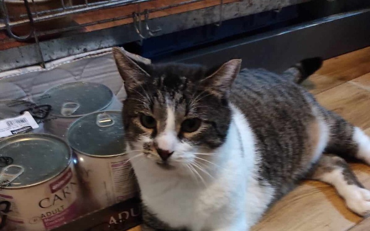 Zbiórka Ronin prosi o życie bez bólu. - zdjęcie główne