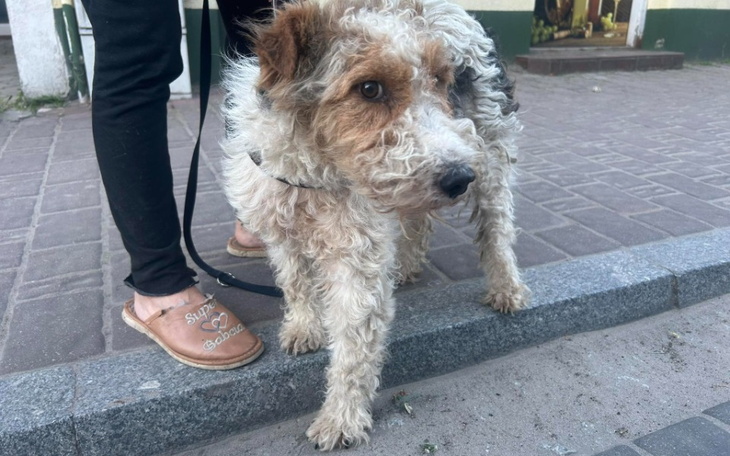 Zbiórka Terrierkowi na pomoc - zdjęcie główne