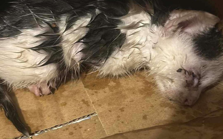 Zbiórka Na kolejne uratowane kocie życie - zdjęcie główne