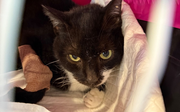 Kot z bandażem, wyglądający na zmartwionego.