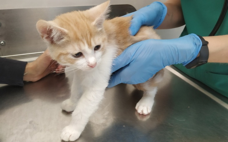 Zbiórka Na weterynarza dla tymczasów - zdjęcie główne