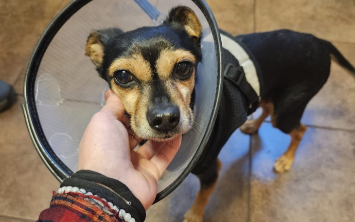 Pies w kołnierzu ochronnym, trzymany przez osobę.