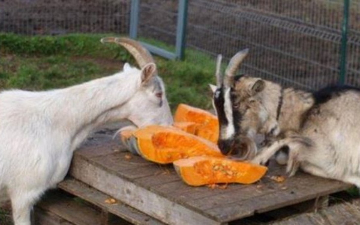 Zbiórka Grosik na przystaniową stołówkę. - zdjęcie główne