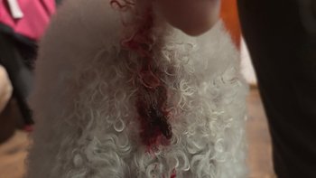 Zbiórka Pomoc w leczeniu 13-letniego psa - miniaturka zdjęcia