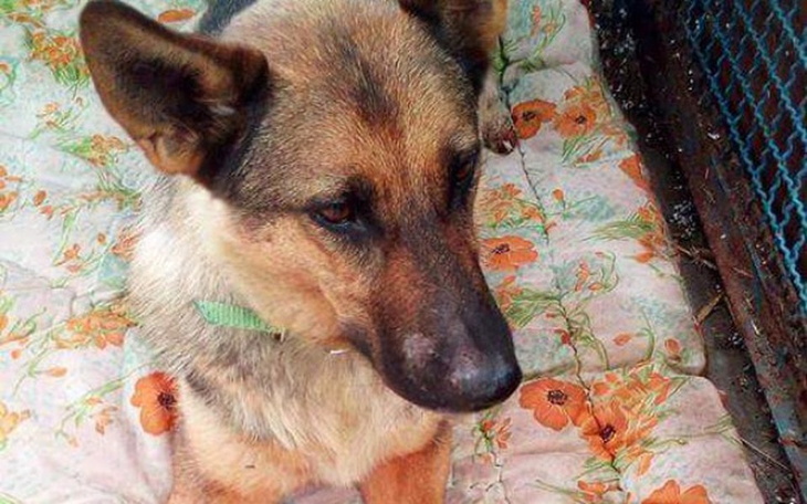 Zbiórka Tamiza-ile bólu może przeżyć?! - zdjęcie główne