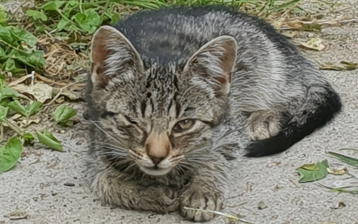 Zbiórka Dla bezdomnych maluszków. - zdjęcie główne