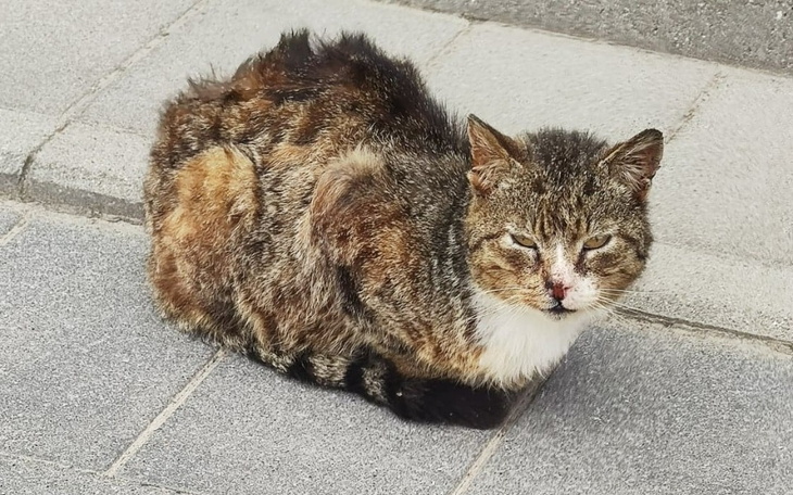 Zbiórka Pomoc dla Juniora - zdjęcie główne