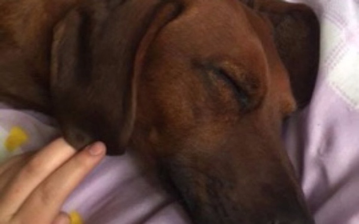 Zbiórka zbieram na leczenie psa - zdjęcie główne