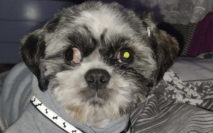 Zbiórka Na operację oczka shitzu - zdjęcie główne