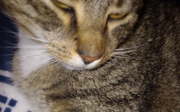 Zbiórka Pomoc kotce z nowotworem - zdjęcie główne