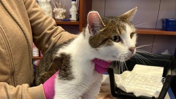 Zbiórka Pomoc dla Simby - miniaturka zdjęcia