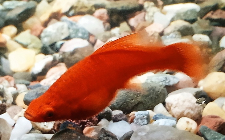 Czerwony rybka pływająca w akwarium, wśród kamieni.