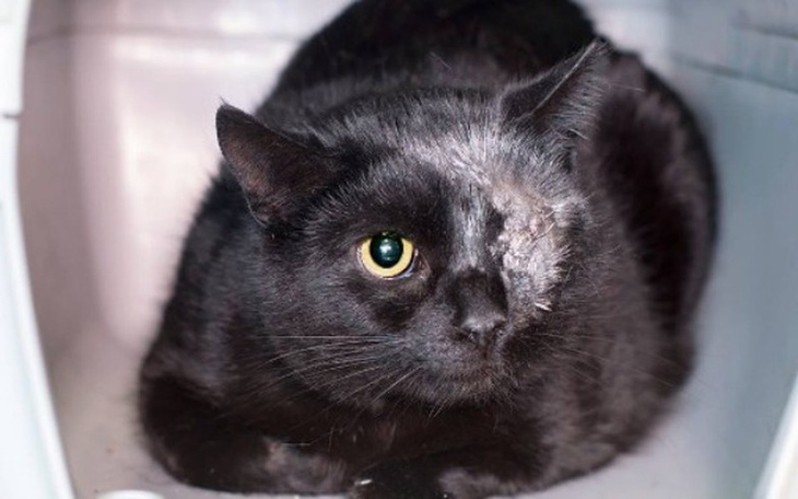 Czarny kot z uszkodzoną głową, leży w schronisku.