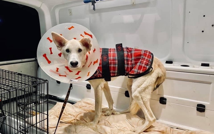 Zbiórka Świąteczna zbiórka DIOZ - zdjęcie główne