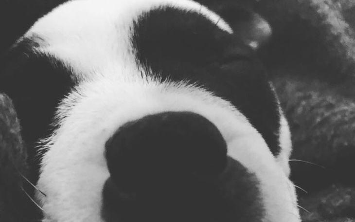 Zbiórka Pomoc dla Tequili - zdjęcie główne