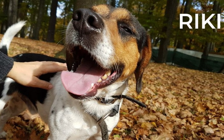 Zbiórka Riki ma szanse na lepsze jutro.. - zdjęcie główne