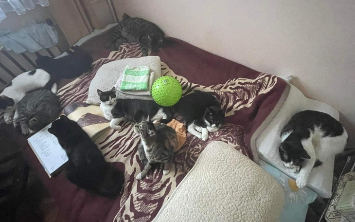 Zbiórka Wesprzyj Koci Dom Tymczasowy - zdjęcie główne