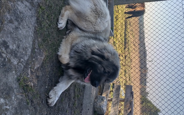 Zbiórka Rekonstrukcja wiązadla krzyzoweg - zdjęcie główne