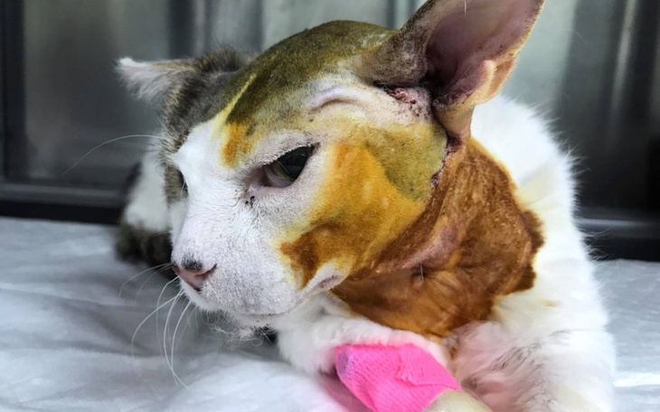 Zbiórka Makowiec - zdjęcie główne