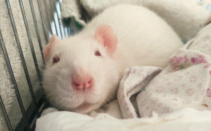 Zbiórka Leczenie Emi - zdjęcie główne