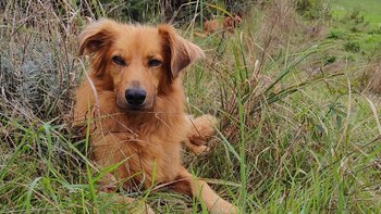 Zbiórka Karol potrzebuje Twojej pomocy - miniaturka zdjęcia