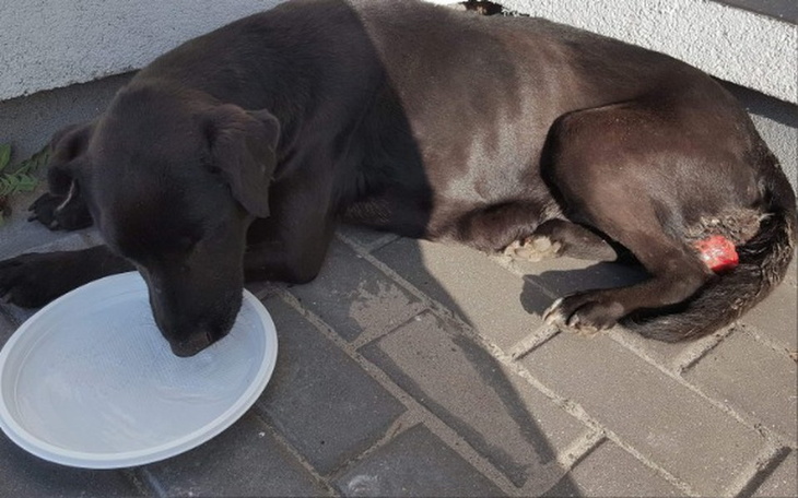 Zbiórka Skazana na ŚMIERĆ. Walczy o ŻYCI - zdjęcie główne