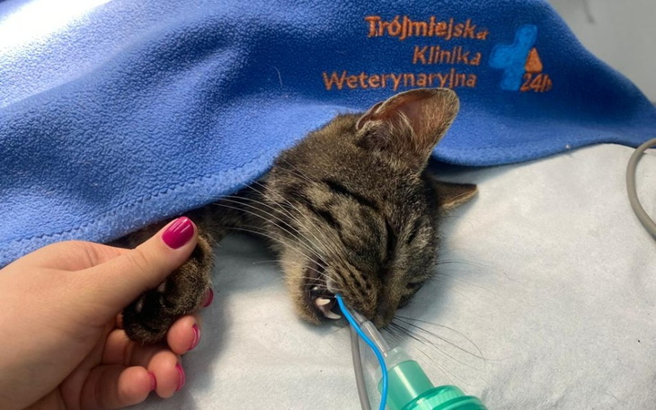 Zbiórka Błagamy o pomoc dla Lesia - zdjęcie główne