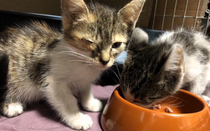 Zbiórka Kociarowy bazarek - zdjęcie główne