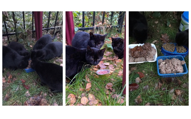 Czarne koty jedzące z misek na trawie.