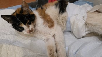 Zbiórka Koty świętują, my płacimy - miniaturka zdjęcia