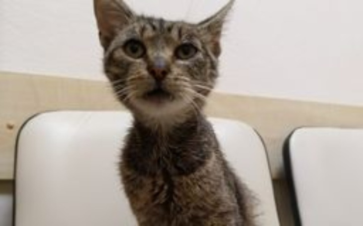 Zbiórka Leczenie znalezionego Przecinka - zdjęcie główne