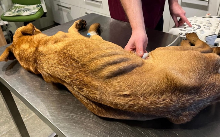 Pies leżący na stole podczas badania ultrasonograficznego.