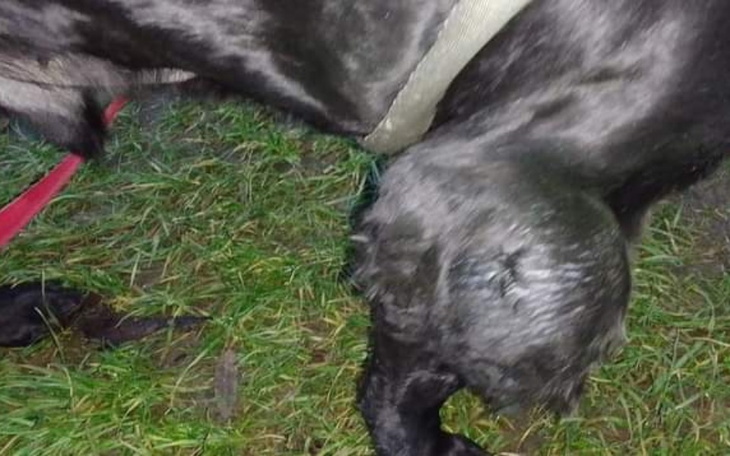 Zbiórka Zabieg chorej łapki Negra - zdjęcie główne