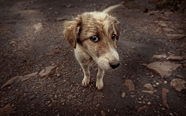 Zbiórka Dla chorych pisaków - zdjęcie główne