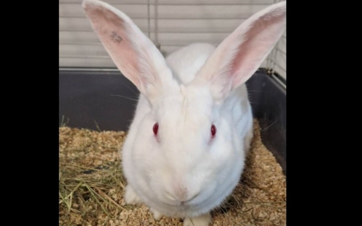 Zbiórka Rakija - królik z laboratorium - zdjęcie główne