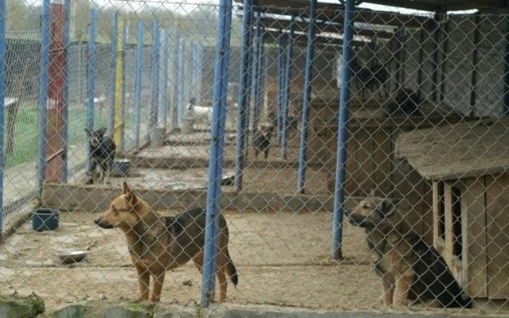 Zbiórka Pełna miska dla zwierzaka - zdjęcie główne