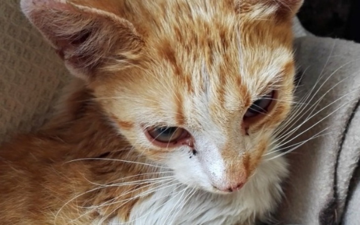 Zbiórka Kotek wyrzucony jak śmieć. - zdjęcie główne