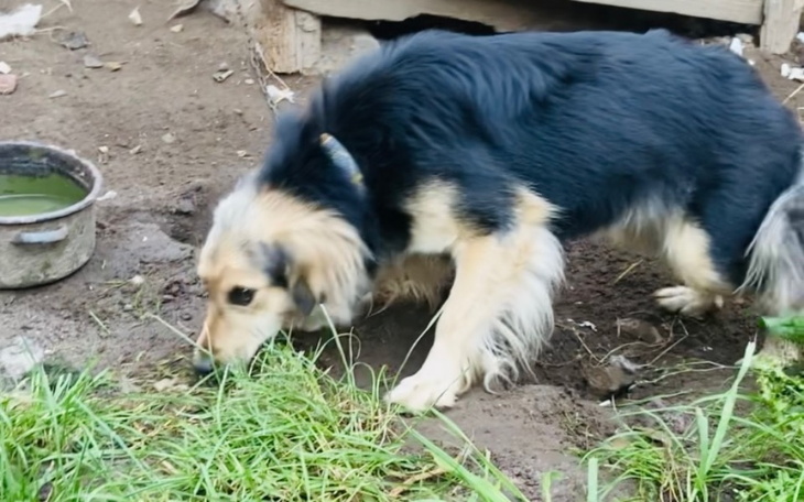 Pies kopiący w ziemi, szukający czegoś.