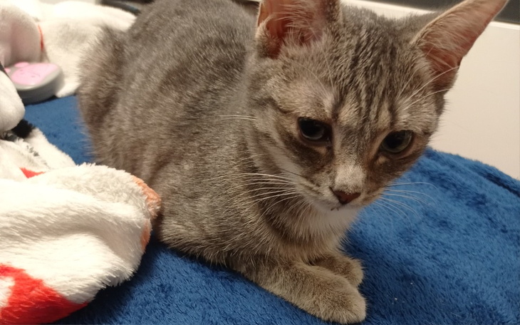 Zbiórka Tosieńka, zapalenie otrzewnej - zdjęcie główne