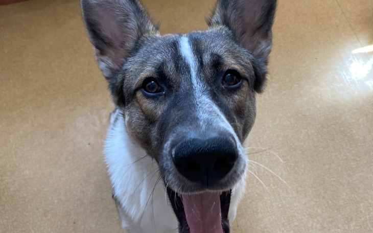 Zbiórka Na leczenie Yogiego - zdjęcie główne